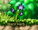 Black herb